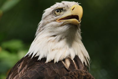 Close-up of eagle against blurred background