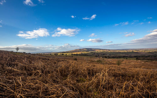 Scenic view of landscape against blue sky