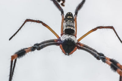 Close-up of insect