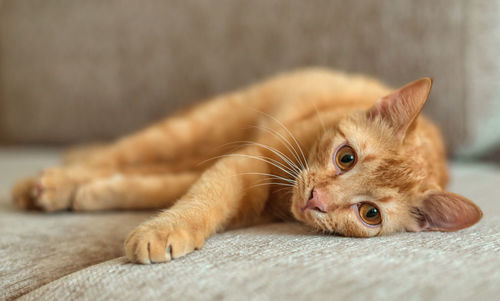 Cute ginger tabby cat lies on a sofa in flat, pets concept