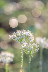 Close-up of white flowering plant