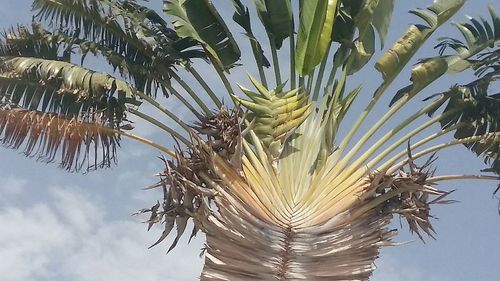 Low angle view of palm tree against sky