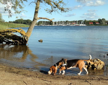 Dogs on riverbank against sky