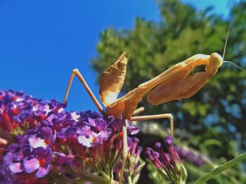 Close-up of butterfly on plant