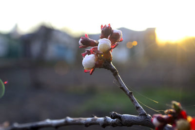 Close-up of flowering plant