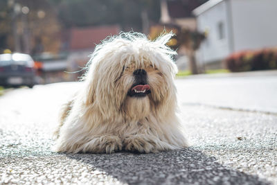 Close-up of a dog on the road