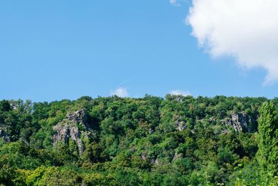 Trees and plants growing on land against sky