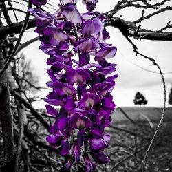 Close-up of purple flowers on branch