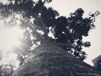 Low angle view of trees against sky