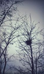 Low angle view of bare tree against sky