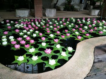 Close-up of pink flowers