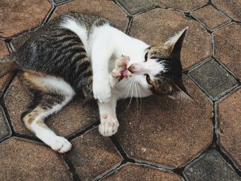 High angle view of cat sleeping outdoors