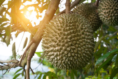 Low angle view of fruit growing on tree