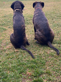 Black dog on field