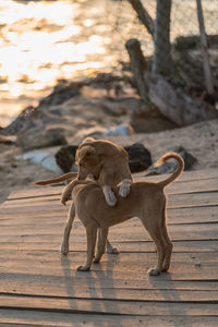 Dog standing on wood