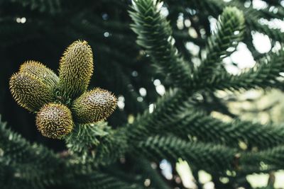 Close-up of pine cones growing on tree