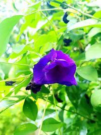 Close-up of purple flowering plant