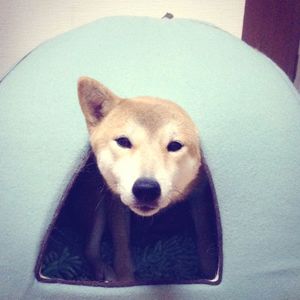 animal themes