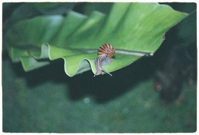 Close-up of insect on flower