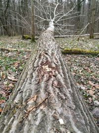 Sunlight falling on tree trunk in forest