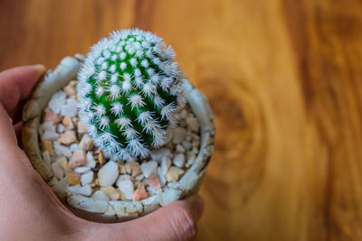 Close-up of hand holding potted cactus