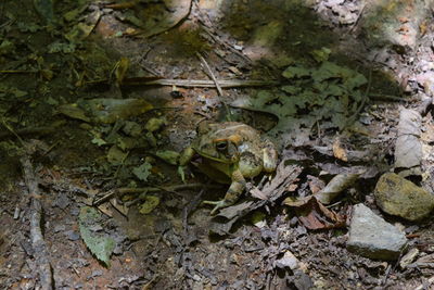 High angle view of lizard