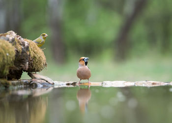 Birds at lakeside