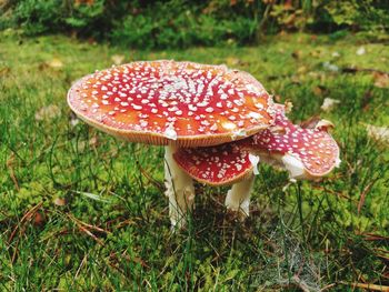 Close-up of fly agaric mushroom on field