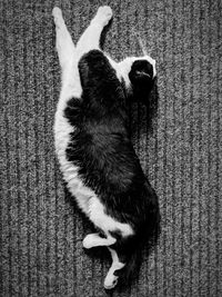 High angle view of cat on carpet