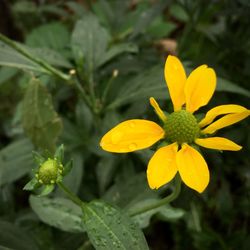 Close-up of yellow flowers