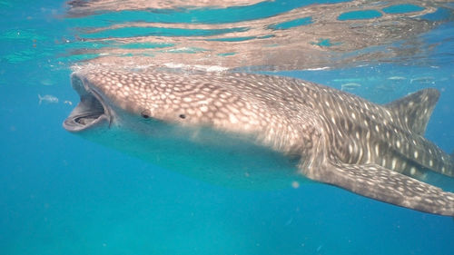 Fish swimming in sea