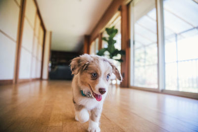 Portrait of a dog on hardwood floor