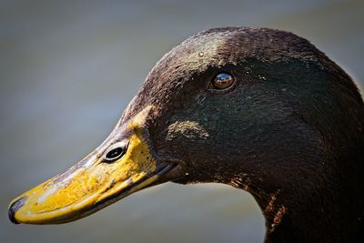 Close-up of a bird