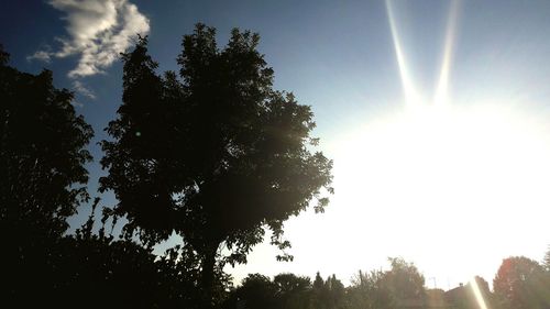 Low angle view of trees against sky