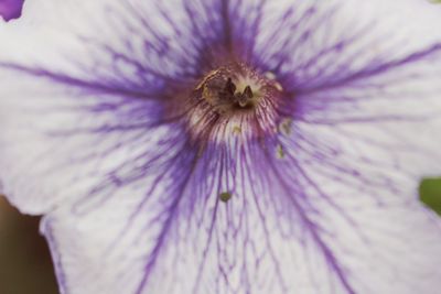 Close-up of purple flower