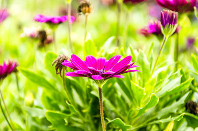 Close-up of purple flowering plant