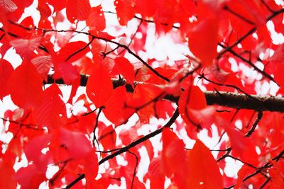 Low angle view of red leaves on tree