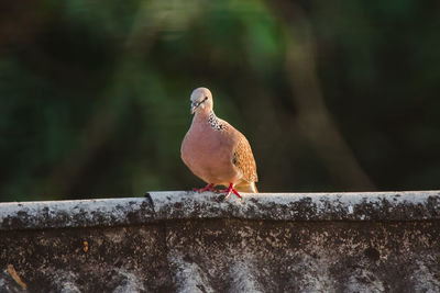 Close-up of bird perching on retaining wall