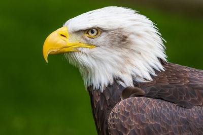 Close-up of eagle