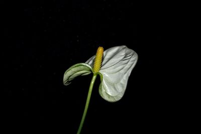 Close-up of insect on leaf over black background