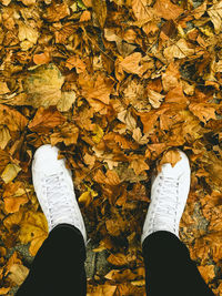 Low section of person standing on maple leaves