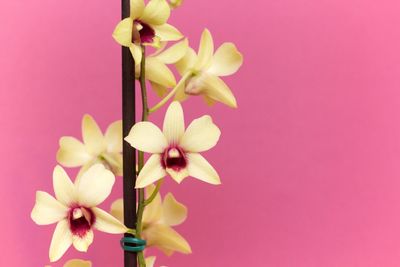 Close-up of pink flowering plant against red background