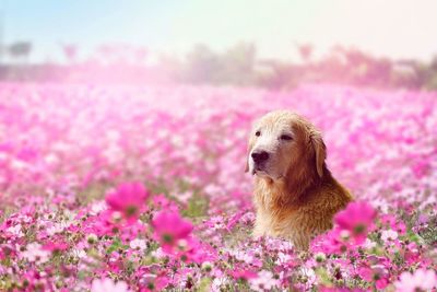 Close-up of dog in pink flowers