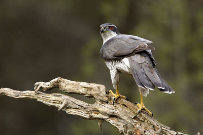 Close-up of bird perching on tree