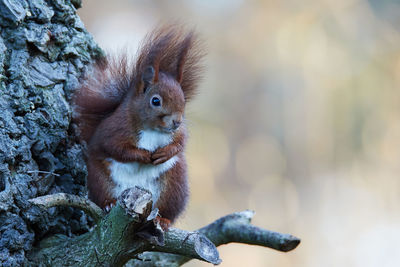 Close-up of squirrel