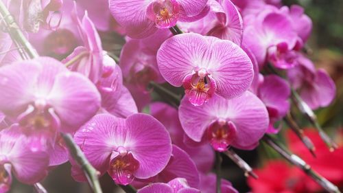 Close-up of pink flowering plants
