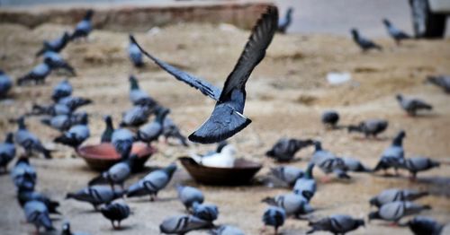 High angle view of pigeon flying