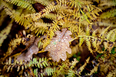 Close-up of snow covered leaves on tree