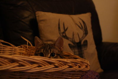 Close-up portrait of cat sitting at home