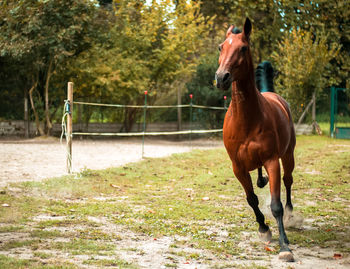 Horse in ranch running
